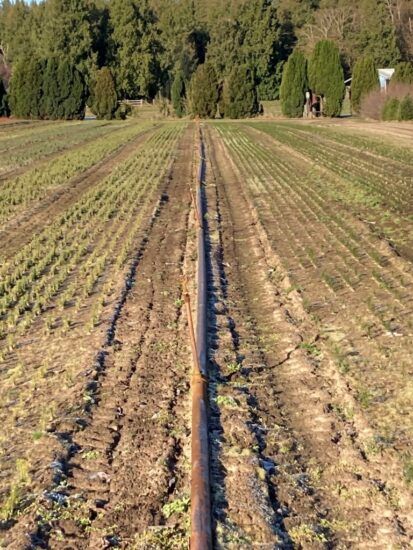 2-0 Conifer Seedbed