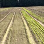 Fall Seed Bed