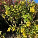 Golden Currant 20210415