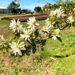 Serviceberry