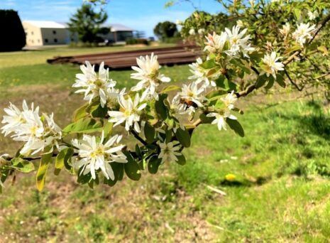 Serviceberry