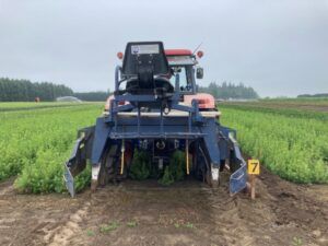 Root pruning rear view 20210707