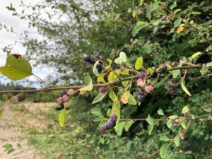 Serviceberry 20210707