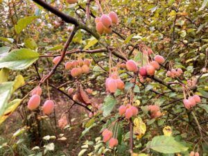 Pacific Crabapple