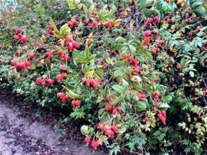 Pea Fruit Rose