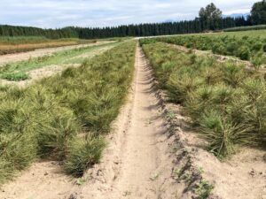 Ponderosa Pine