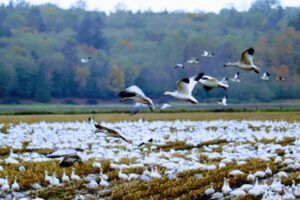 Snow Geese 10.27.21