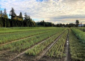 Transplant Conifers