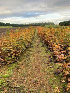 Vine Maple 10.27.21