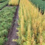 Photo of Larch turning color in the fall