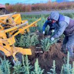 Photo of Lifting Plants