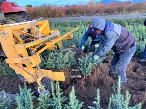 Photo of Lifting Plants