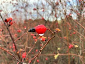 Photo of Pea Fruit Rose