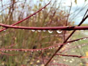 Photo of Red Osier Dogwood