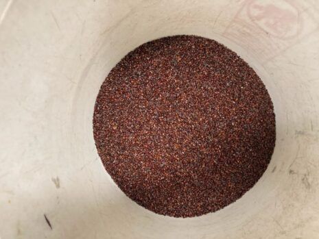 Photo of Tall Oregon Grape Seed