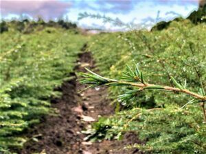 Photo of Western Hemlock