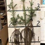 Photo of root growth on Grand Fir seedling