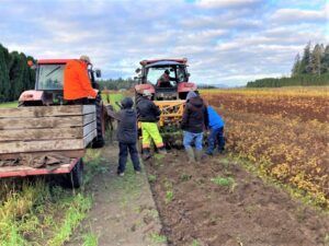 Photo of harvesting bareroot plants