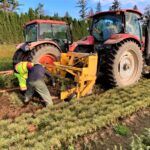 Photo of lifting plants in nursery row