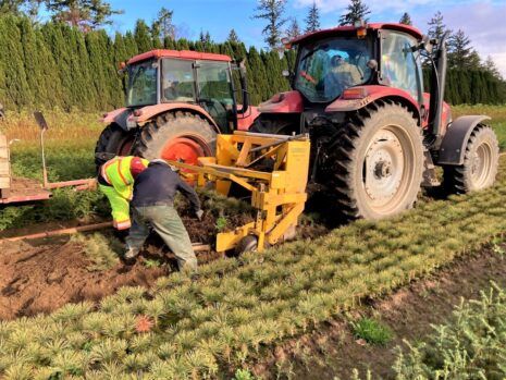 Photo of lifting plants in nursery row