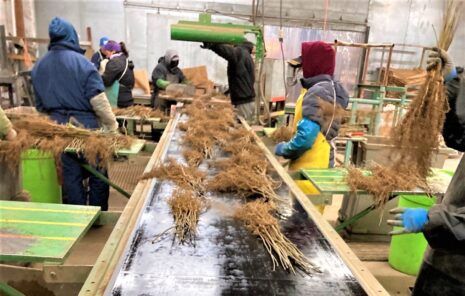 Photo of Plant Processing Line