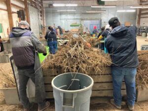 Photo of processing bareroot plants