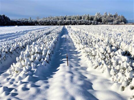 Photo of Douglas Fir two-year seedlings in snow