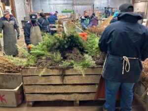 Photo of Douglas fir seedlings in a wooden tote