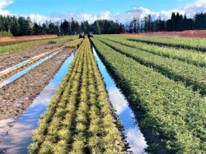 Image of crews lifting plants from the field