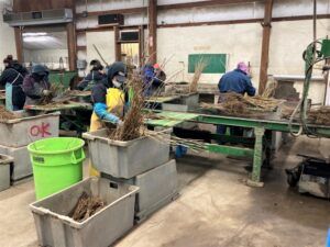 Image of plant processing line in plant cooler