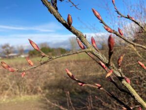 Image of Red Flowering Currant buds