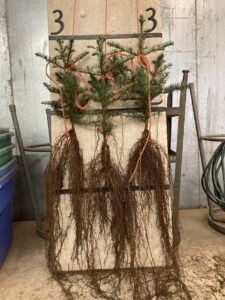 Photo of Noble Fir seedlings