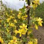 Gold Currant 20220413