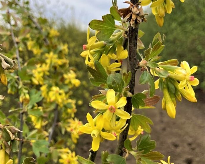 Gold Currant 20220413
