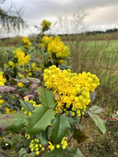 Tall Oregon Grape 4.20.22