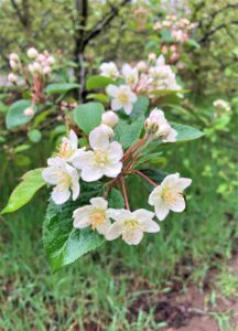 Pacific Crabapple 5.5.22