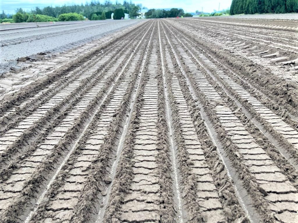 Aspen Seedbed 6.14.22