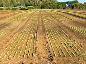 Conifer Seedbed 7.19.22