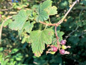 Red Flowering Currant Berries 7.19.22