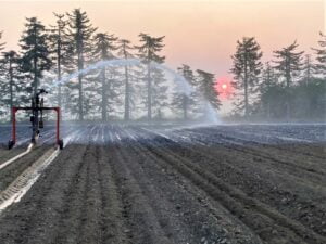 Fall Seedbed Irrigation 10.12.22