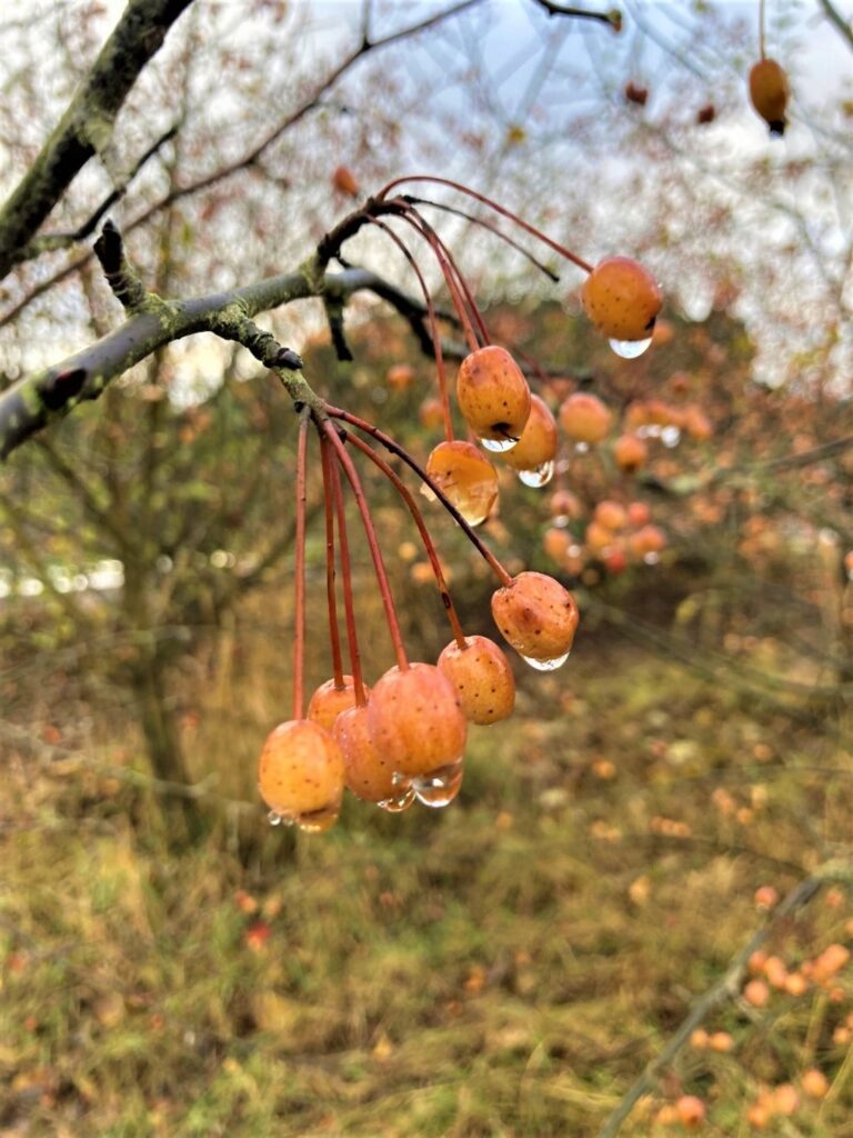 Pacific Crabapple 10.26.22