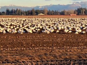 Snow Geese 12.15.22