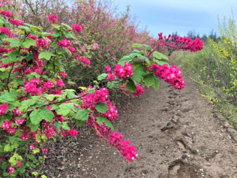 Red Flowering Currant 4.20.23