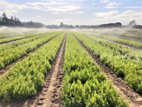 2 0 Conifer Irrigation 6.8.23