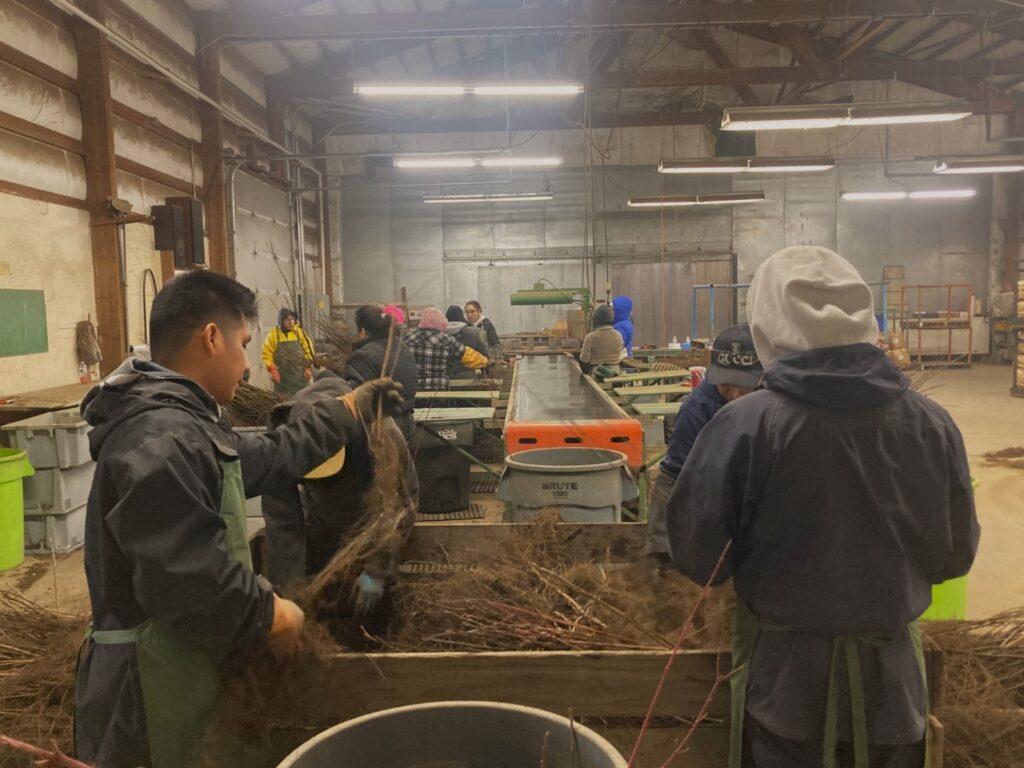 Packing Shed Crew 2.8.24