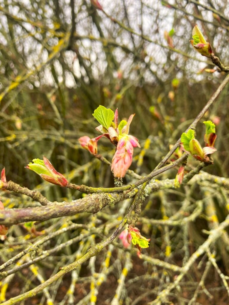 Red Flowering Currant 2.8.24