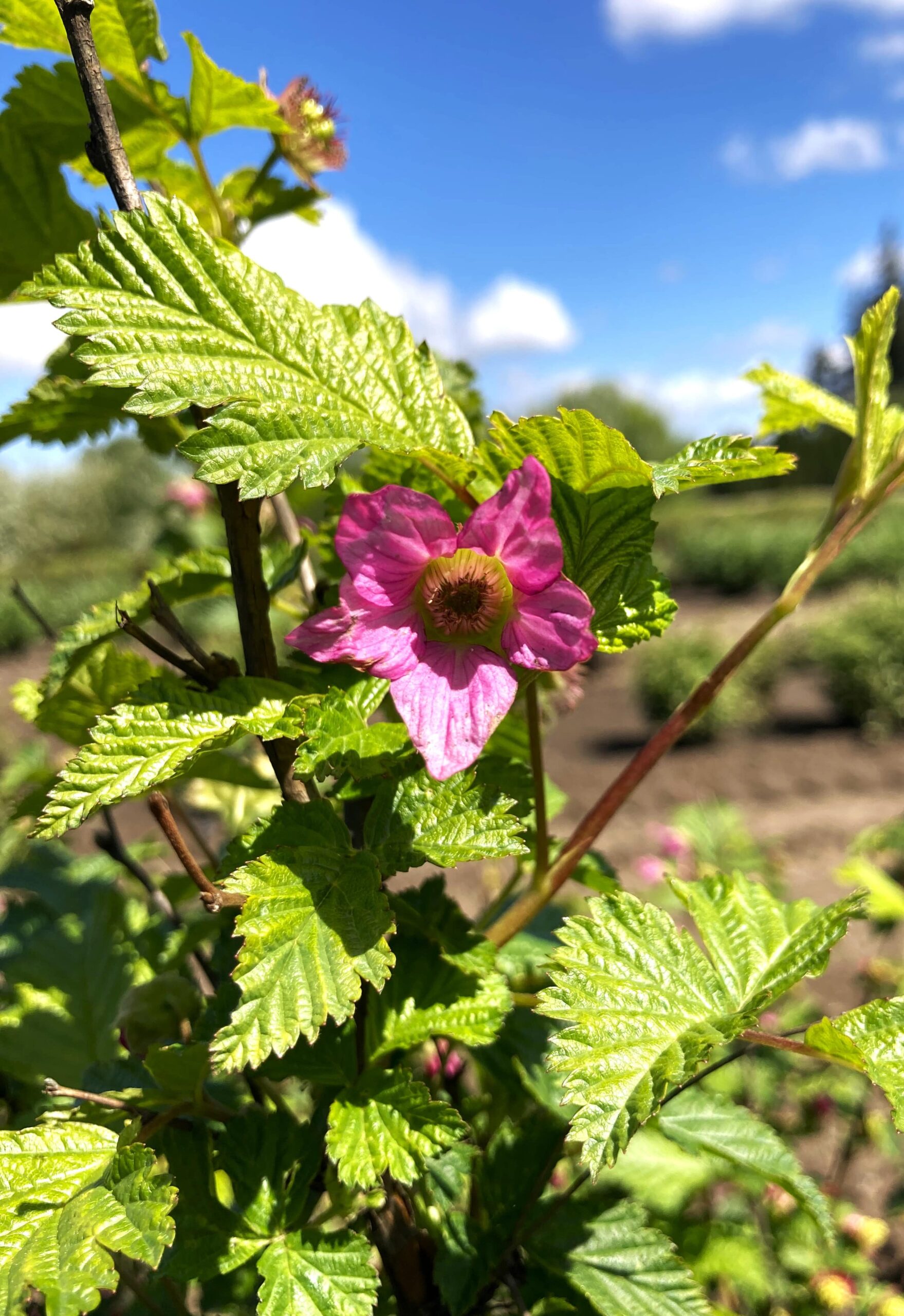 Salmonberry 5.8.24 Min