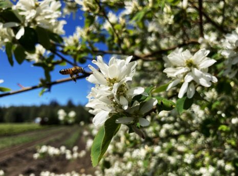 Serviceberry 5.8.24 A Min