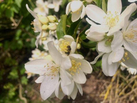 Mock Orange 6.19.24